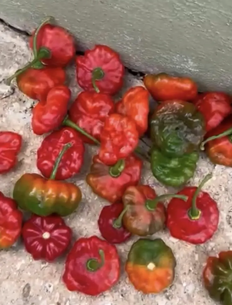 Ajíes recién cogidos sobre el cemento, unos rojos y otros todavía verdes