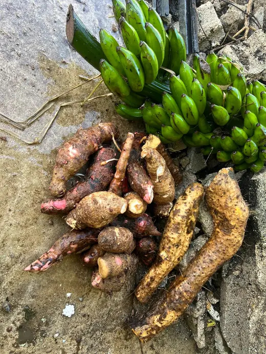 Cosecha de la finca sobre el cemento: viandas recién cortadas y racimos verdes todavía en la penca