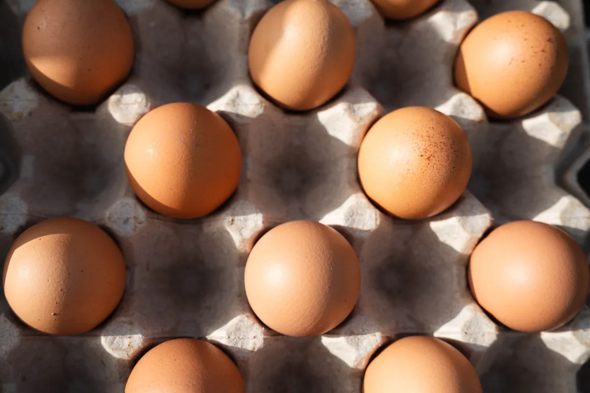 Bandeja de huevos del país de La Llanada Farm bajo el sol