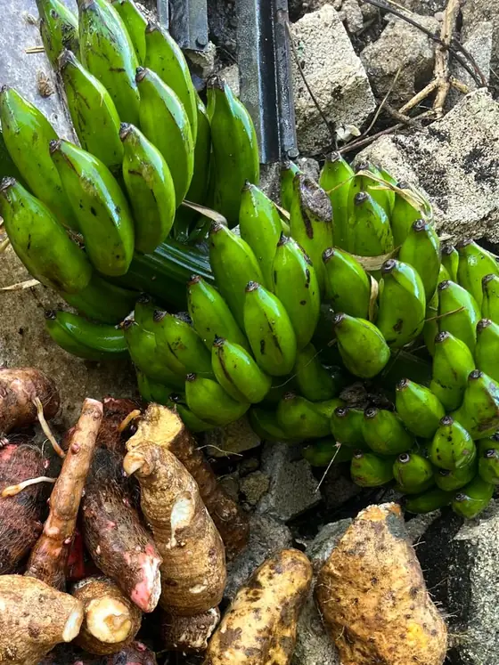 Racimos de plátanos verdes recién bajados, todavía en la penca, sobre el cemento de la finca