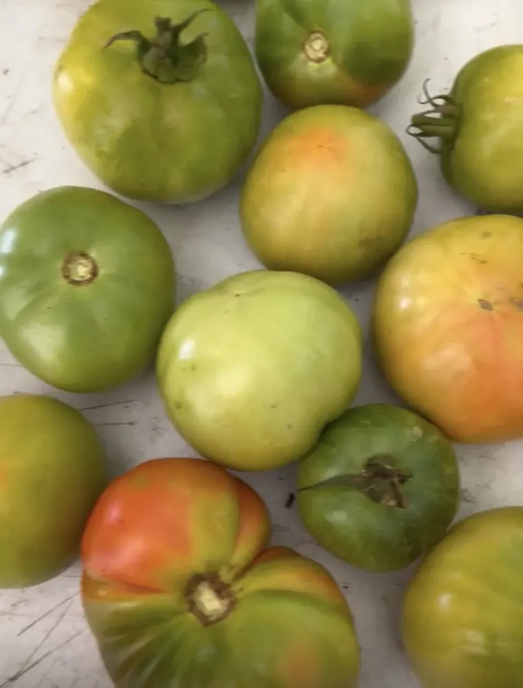 Tomates de la finca sobre una mesa, unos verdes y otros ya pintones